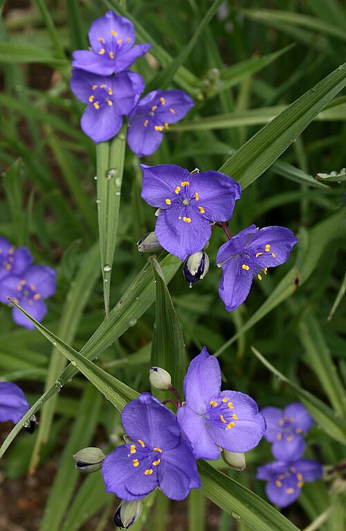 Tradescantia Occidentalis Seeds (100) Prairie Spiderwort – Native Perennial Wildflower, Blue Purple Blooms