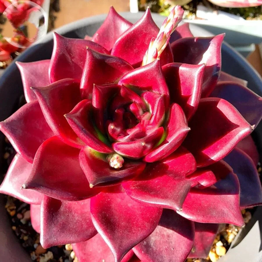 Echeveria Agavoides v. Romeo Rubin | Rare Succulent 2.5” Bare Root | Easy-Care Live Indoor Plant | Home Décor Gift Red Echeveria