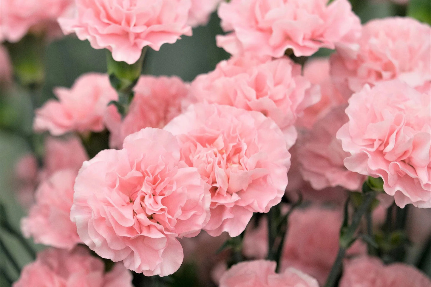 La France Carnation Seeds | Shell Pink Blooms | Fragrant & Double Flowers | Attracts Pollinators | 135 Days |