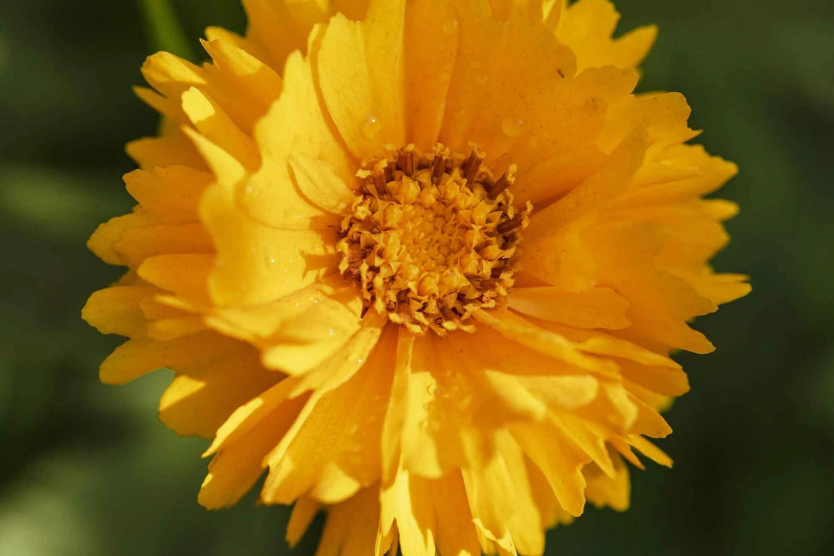 Coreopsis Seeds | Lance Leaf Variety | Non-GMO | Wildflower Seeds | Coreopsis lanceolata