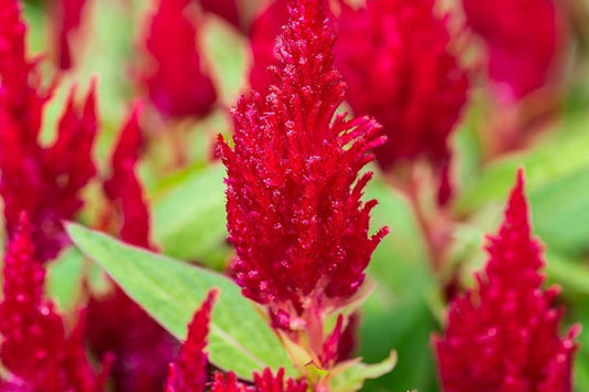 Scarlet Plume Celosia Seeds | Non-GMO Flower Seeds | Celosia argentea