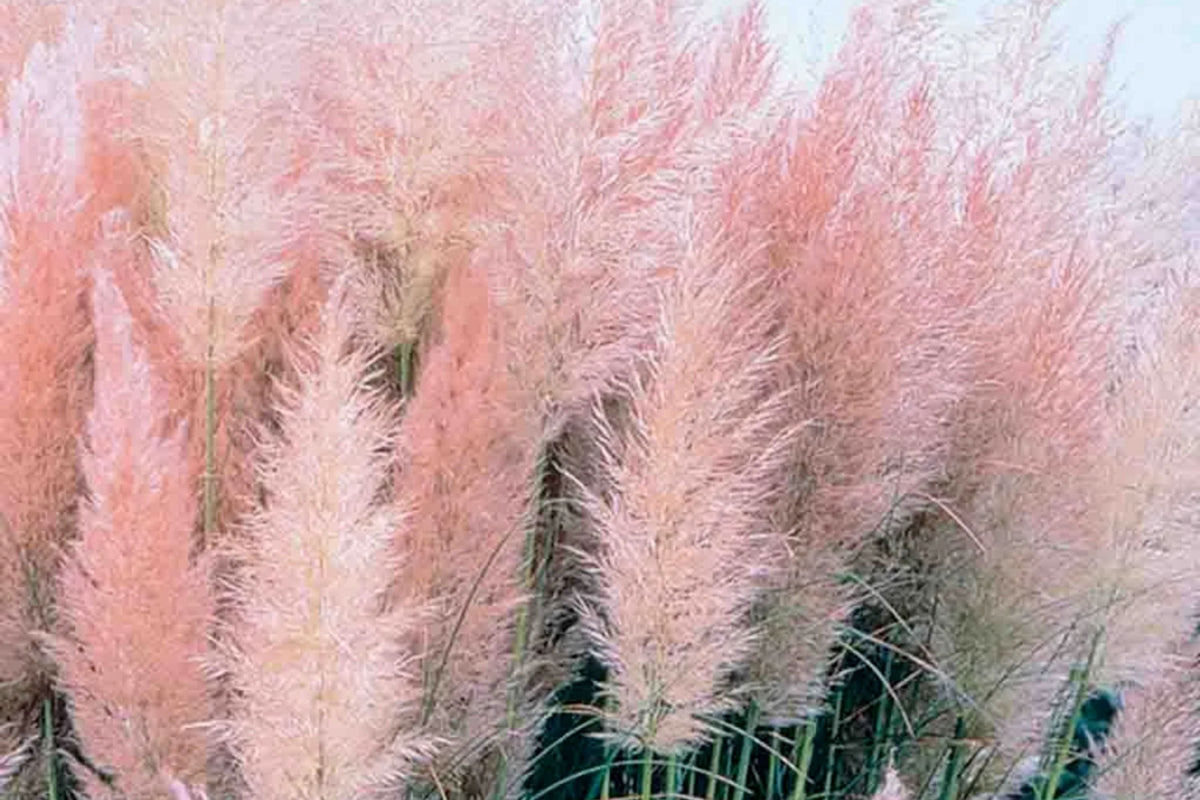 Pink Pampas Grass Seeds, 10000+ Hardy Perennial Ornamental Grass Seeds, Cortaderia selloana