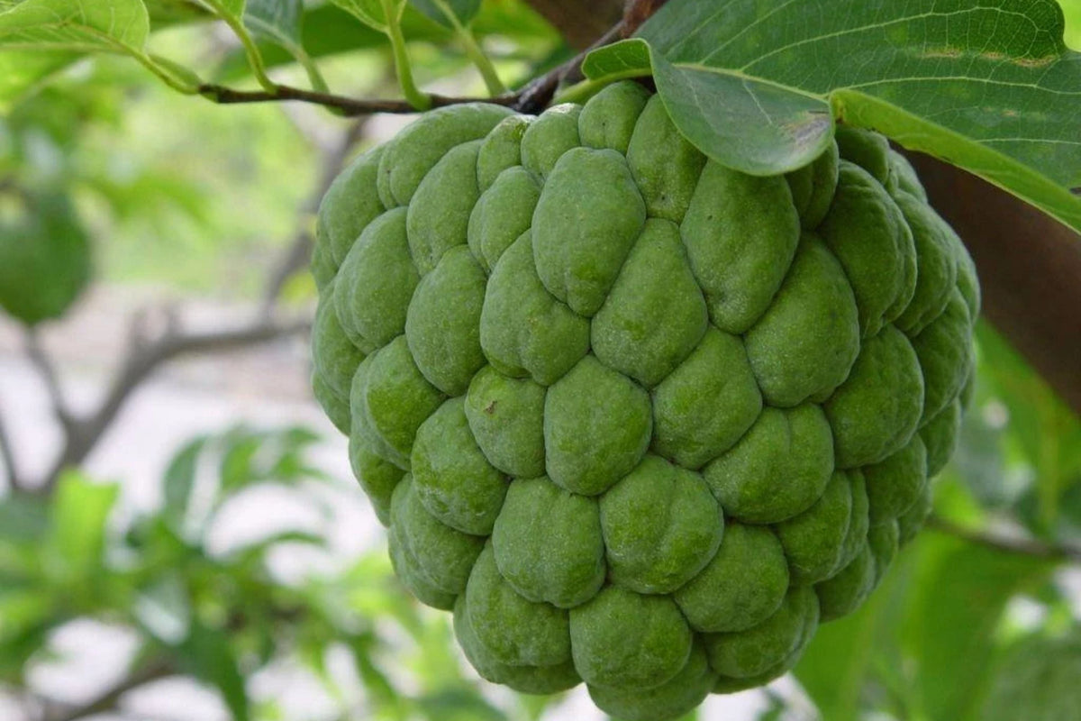 Organic Sugar Apple Fruit Tree Seeds - Annona squamosa - Tropical Sweetsop Plant Seeds for Home Gardening