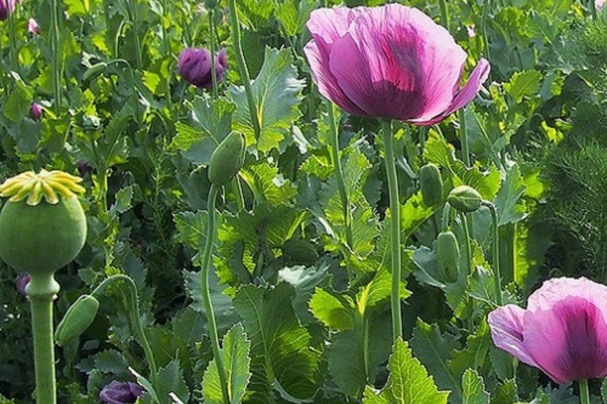Organic Czech Republic Papaver Somniferum Poppy Seeds – 20,000 Fresh Seeds for Planting