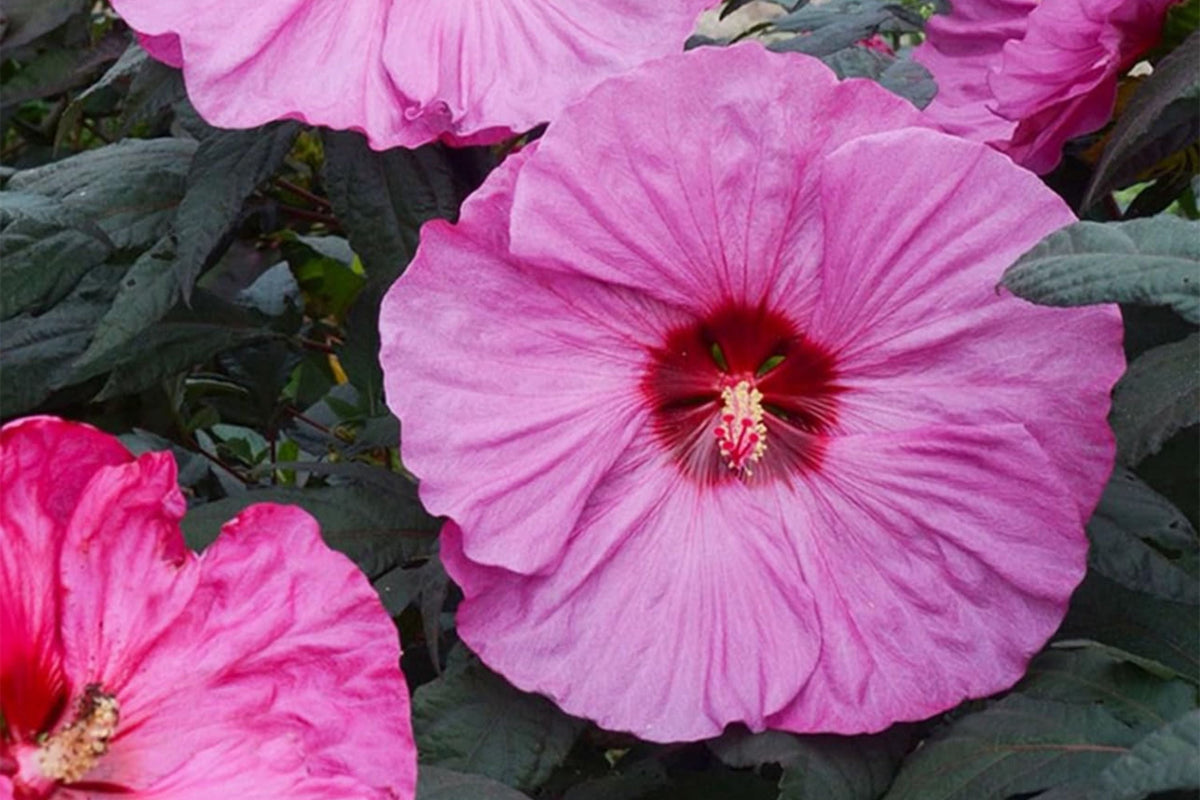 Mixed Giant Hibiscus Seeds - 120+ PCS Perennial Flower Seeds for Planting - Hibiscus rosa-sinensis