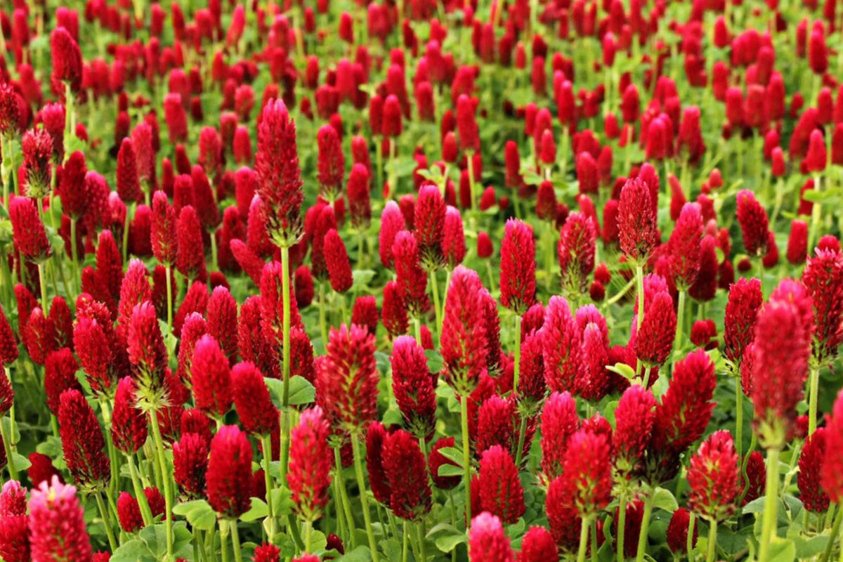 Crimson Clover Seeds - Italian Blood Red - Cover Crop & Garden Flower - Trifolium incarnatum - 2025 Planting