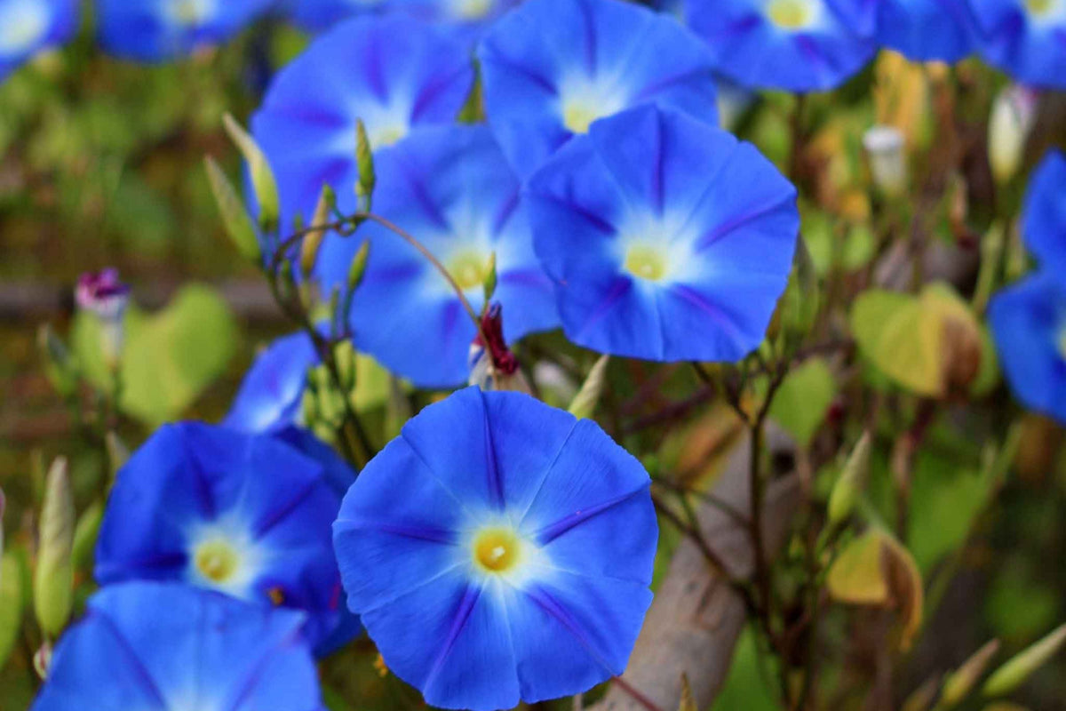 Heavenly Blue Morning Glory Seeds | Giant 5" Blue Flowers | Ipomoea tricolor | Non-GMO Gardening Seeds