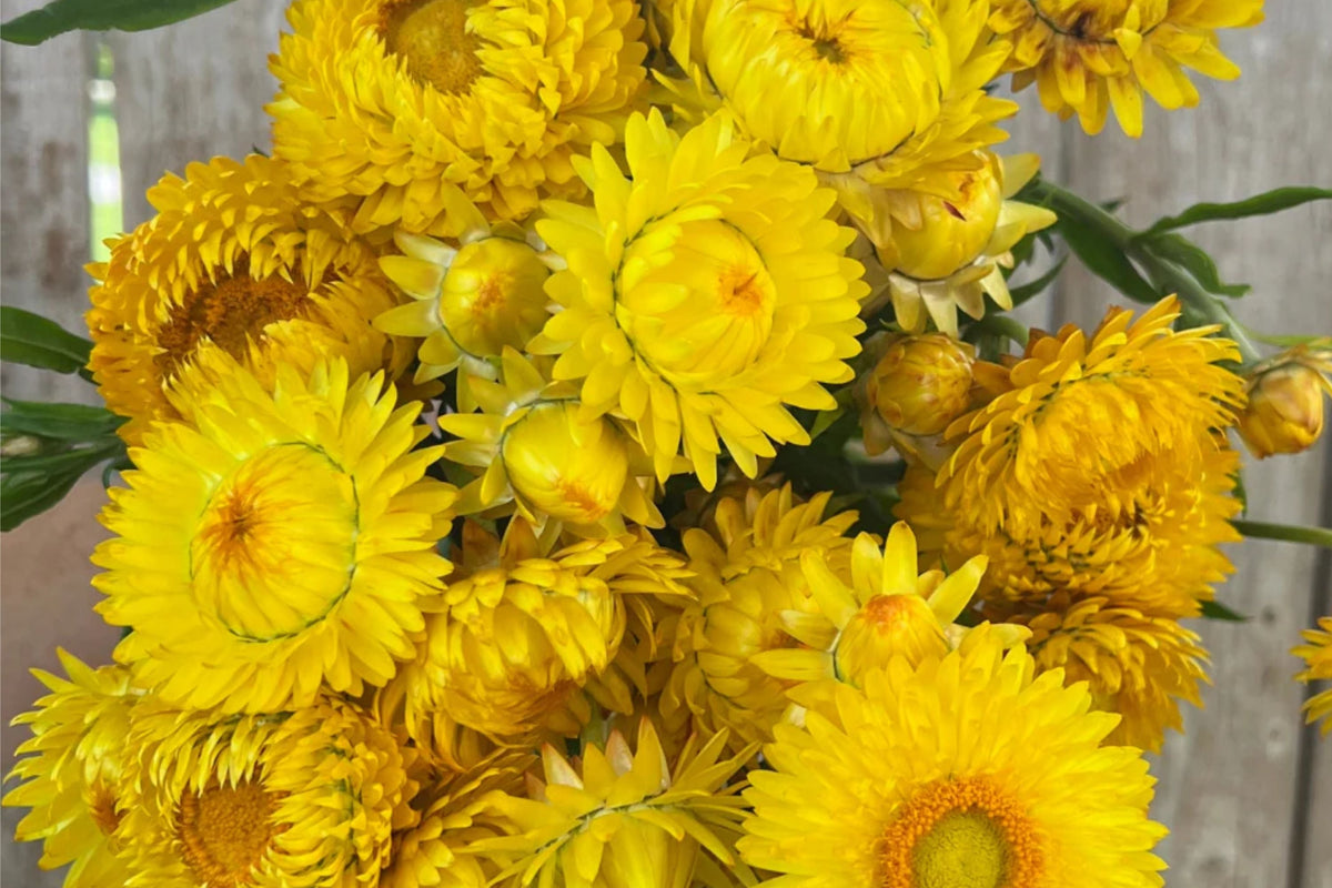 Golden Yellow Strawflower Seeds | Non-GMO | Helichrysum bracteatum | Bulk Seed Pack