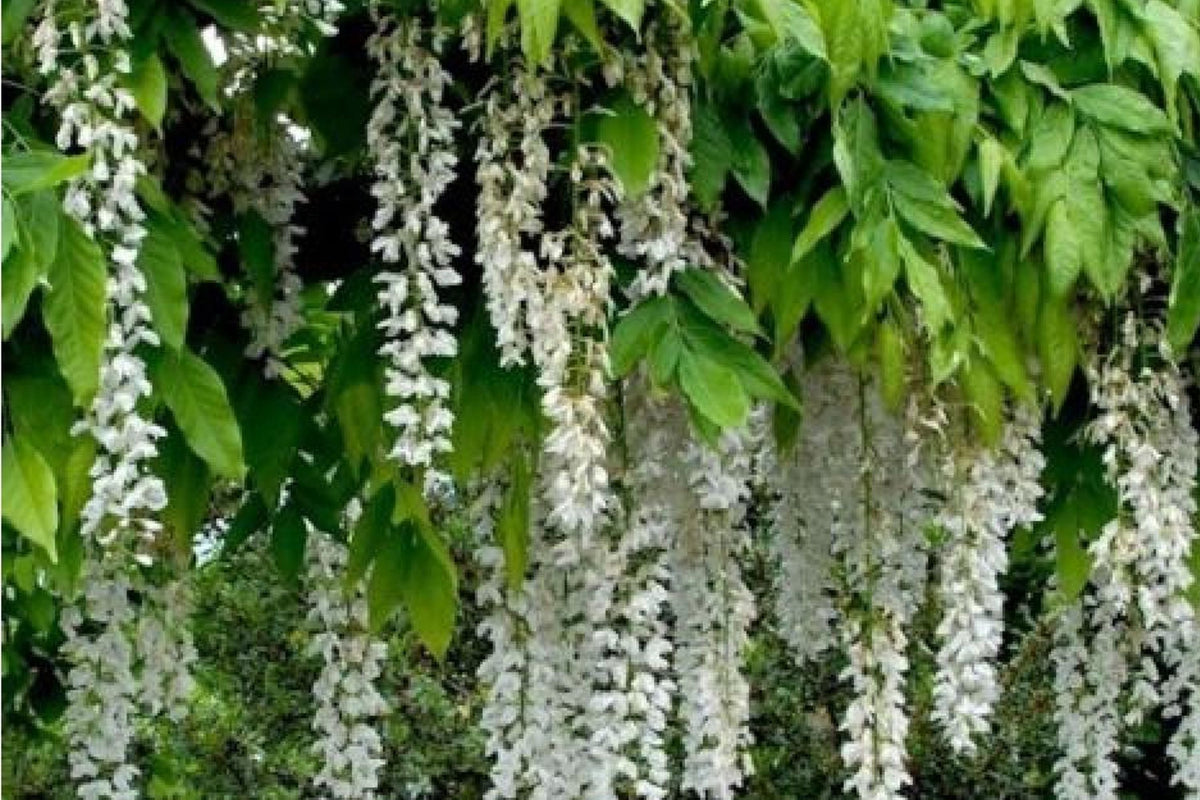 White Wisteria Seeds - Rare Hardy Climbing Flower Vine - Wisteria floribunda Alba