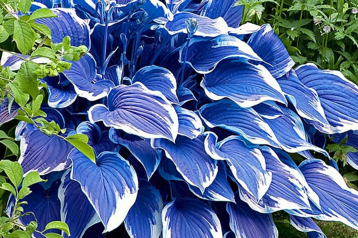 Rare Blue Purple Hosta Seeds - 200 Pcs Perennial Shade Plant for Outdoor Garden - Hosta spp.