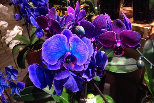 Phalaenopsis Orchid Seeds - 50 Pcs Choice Colors - Bonsai Flower Seeds for Balcony Gardening - Orchidaceae