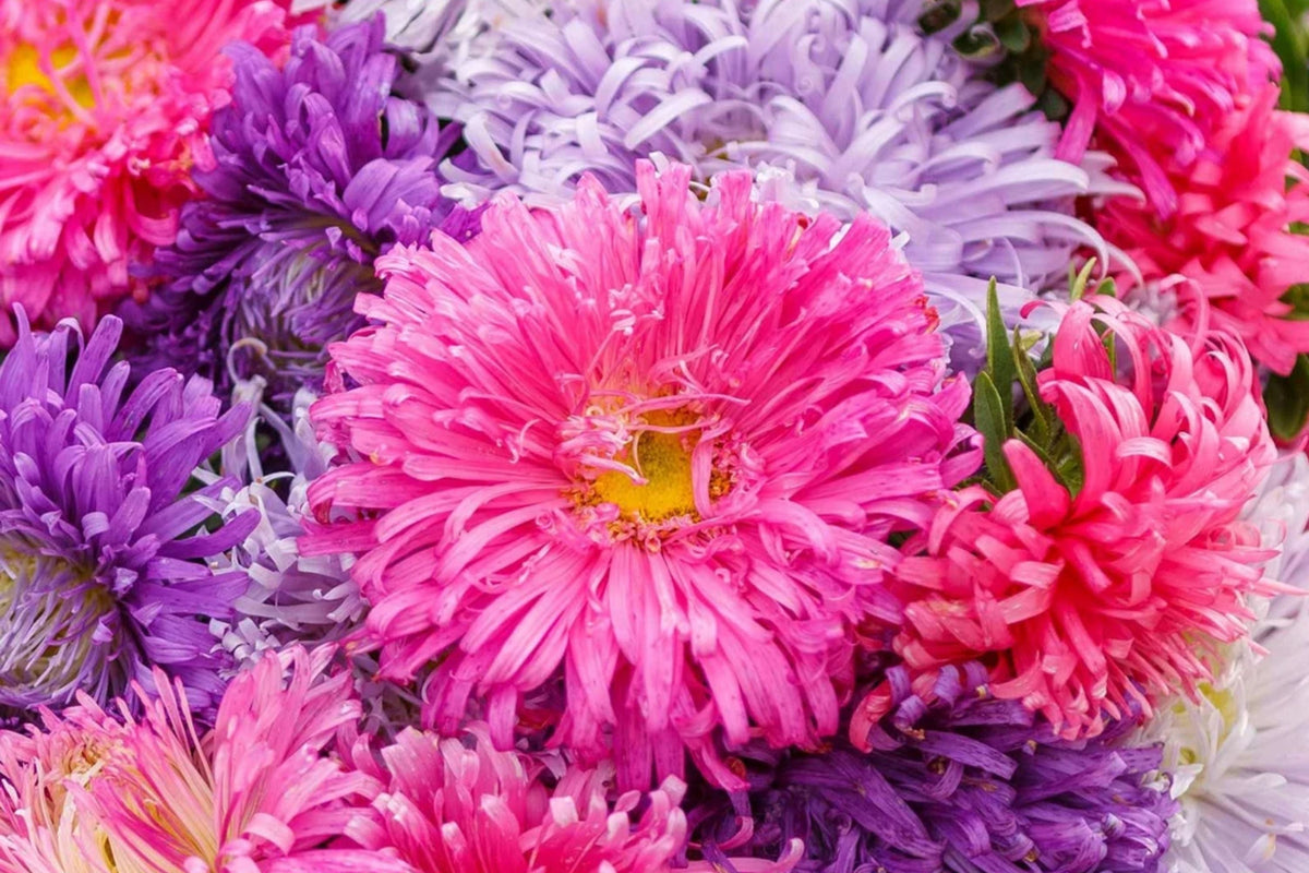 Giant California Aster Seeds | Non-GMO Flower Seeds | Aster chilensis | Garden Planting Supplies
