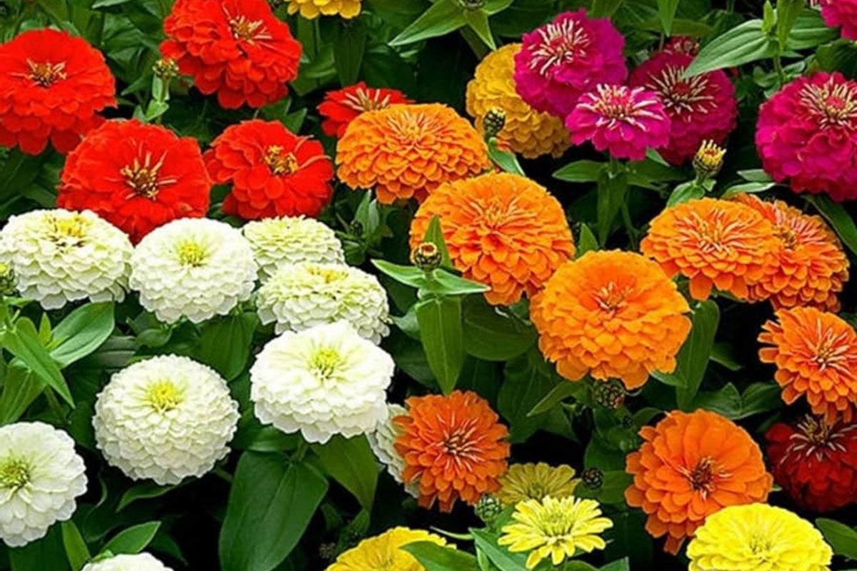 Zinnia Seeds for Planting – California Giants Flower Seeds, Bulk Semilla, Colorful Garden Blooms, Easy to Grow