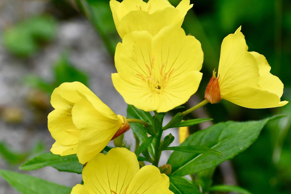 Yellow Common Evening Primrose Seeds | Non-GMO Flower Seeds | Oenothera biennis | Seed Store 1243