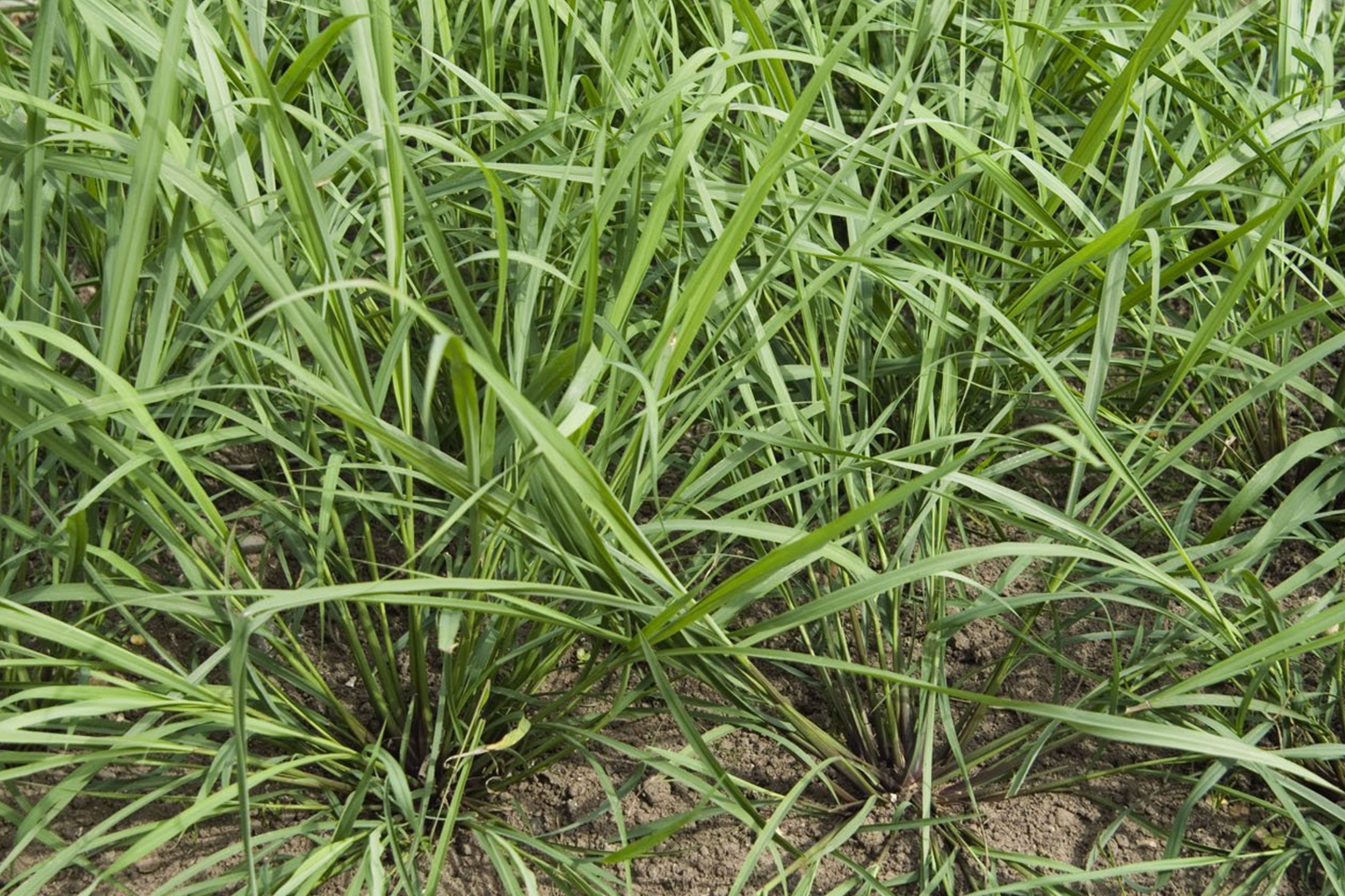 Lemongrass Stalks Plugs - 3 Live Cymbopogon Sereh Plants - Healthy Herb for Cooking and Tea