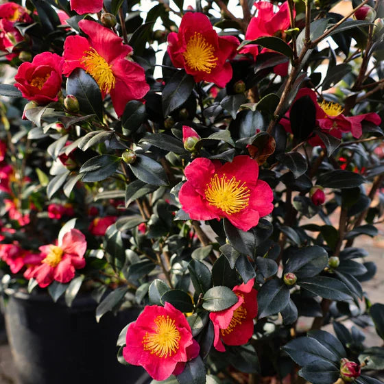Yuletide Red Camellia Sasanqua Starter Plant – Live Bareroot Shrub (Camellia sasanqua ‘Yuletide’) – Winter-Blooming Evergreen