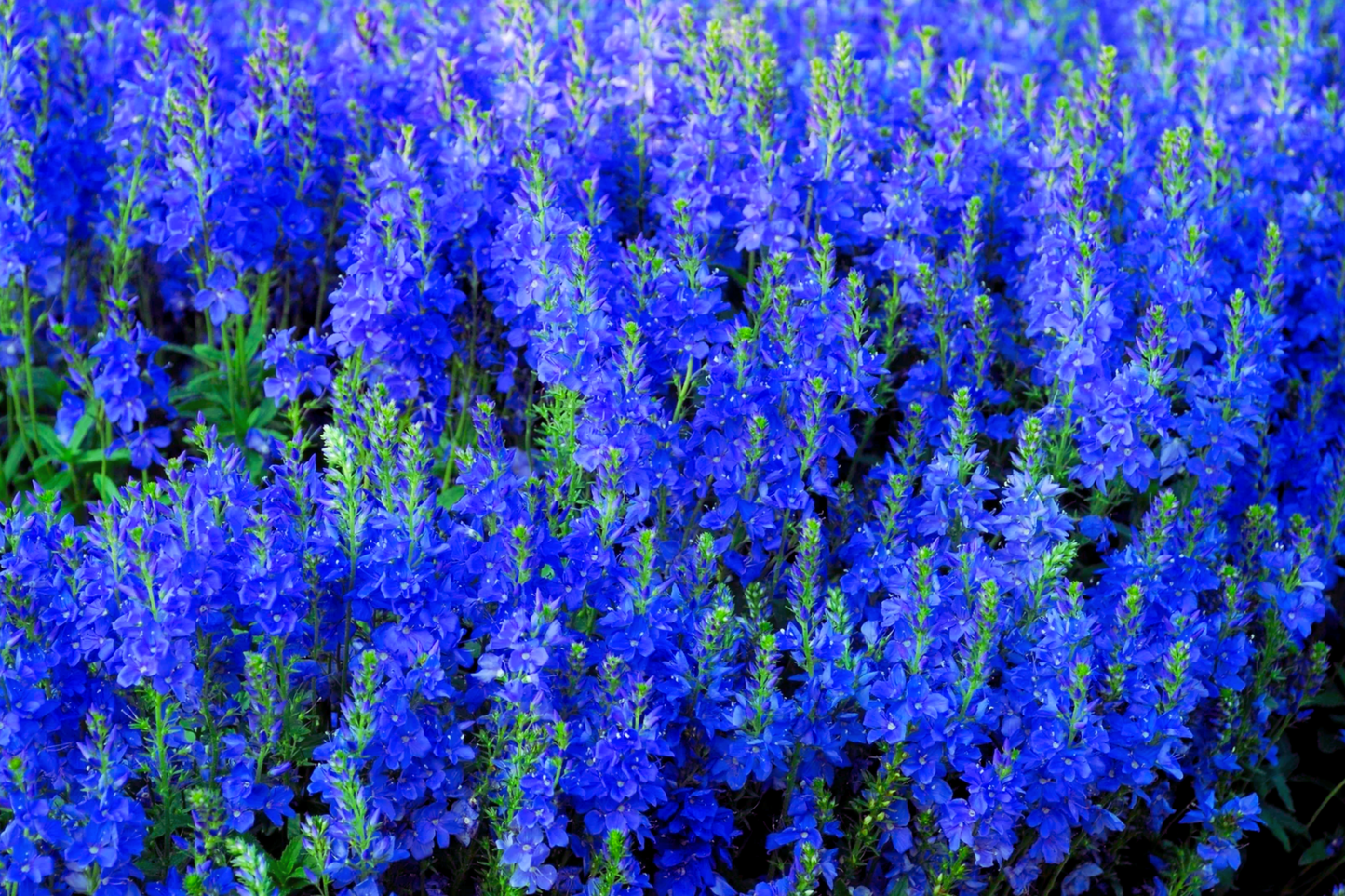 Speedwell Seeds - Royal Blue Veronica Teucrium | Flower Seeds for Garden Planting