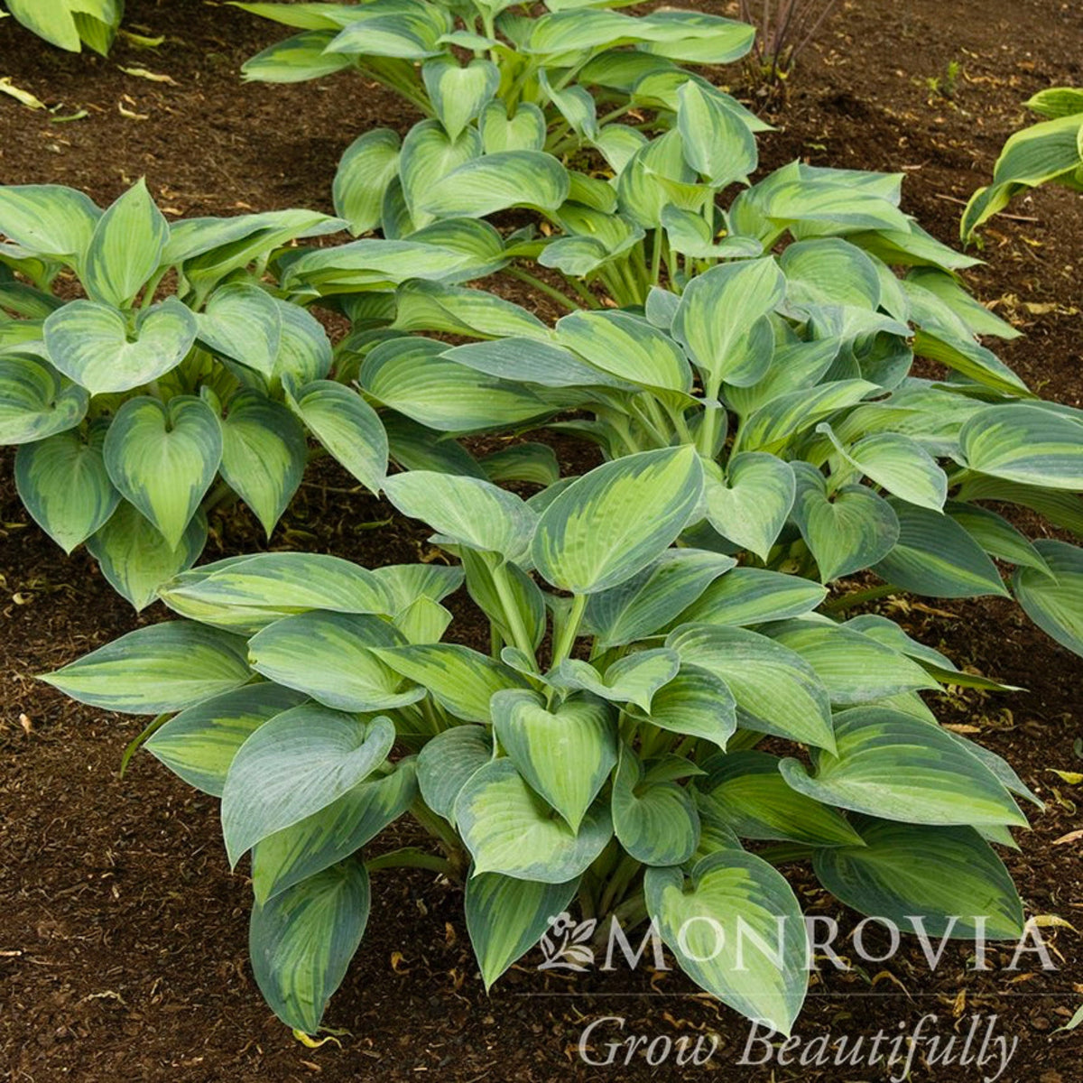 June Hosta