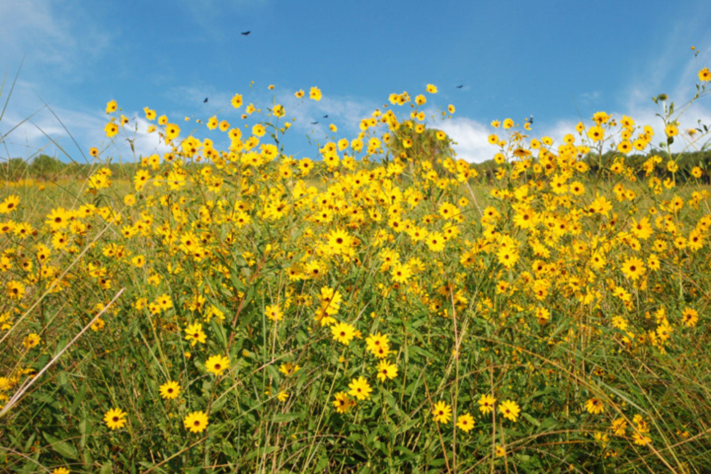 200 Seeds Helianthus Angustifolius | Narrowleaf Swamp Sunflower | Bright Yellow Blooms | Pollinator Native Perennial for Wetlands & Gardens
