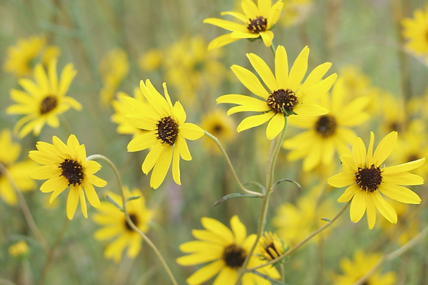 200 Seeds Helianthus Angustifolius | Narrowleaf Swamp Sunflower | Bright Yellow Blooms | Pollinator Native Perennial for Wetlands & Gardens