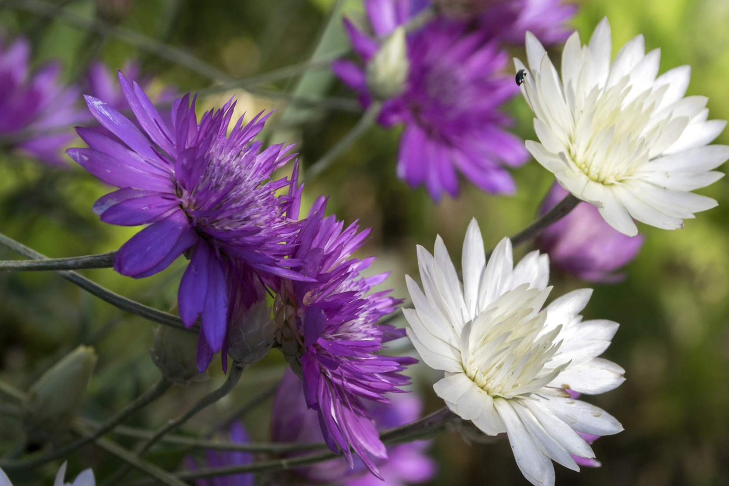 Everlasting Flower Seeds - Double Mix - Xeranthemum Annuum - Drought-Tolerant, Colorful Blooms for Garden