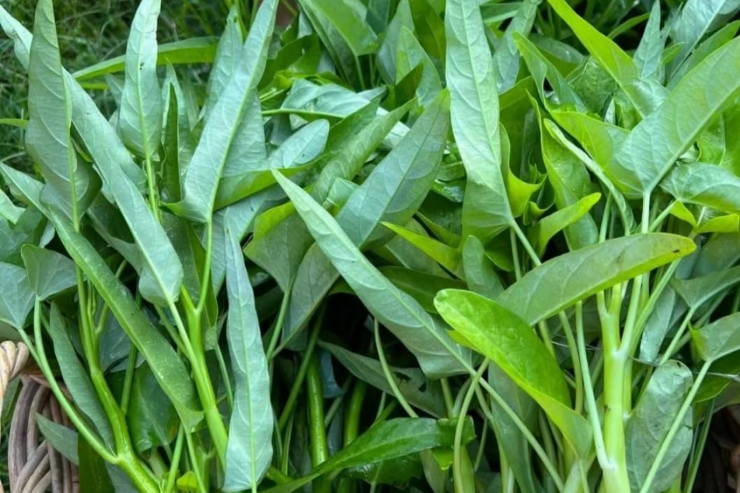 Thai Water Spinach Seeds - White Stem Ong Choy Kangkong Kong Xin Cai - Fast Growing Aquatic Vegetable Seeds