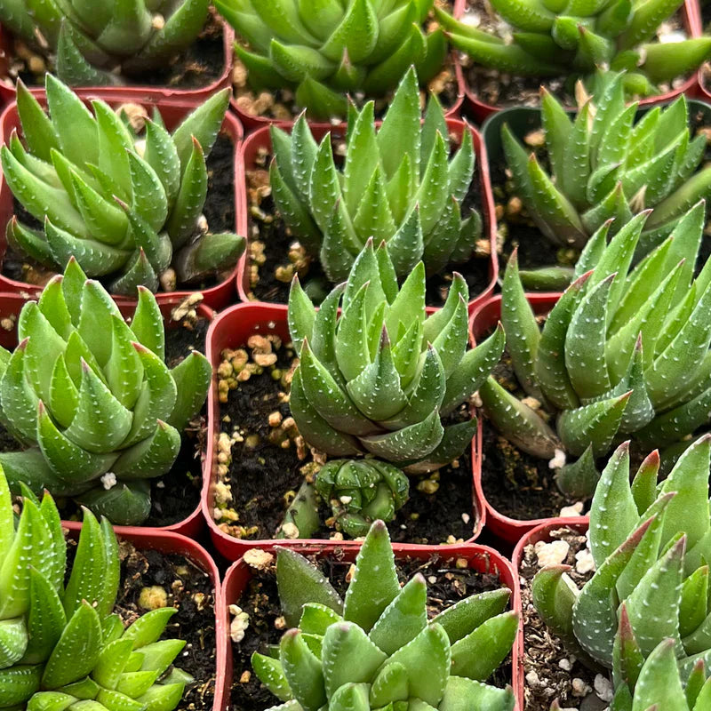 Haworthia rubrobrunnea Live Succulent – Rooted in 2'' Planter | Easy-Care Indoor Plant | Unique Gardening Gift