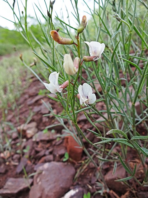 Astragalus convallarius Seeds – Whisk Broom Milkvetch Wildflower, 15 Non-GMO Perennial Seeds, Native Legume for Pollinator Gardens