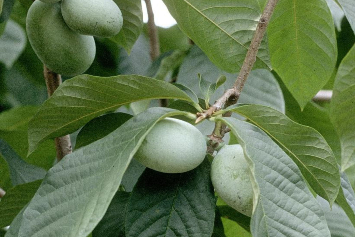5 Paw Paw Tree Seeds (Asimina Triloba) | Fresh Stratified Indiana Banana Seeds | Ready to Plant | Unique Fruit & Purple Blossoms