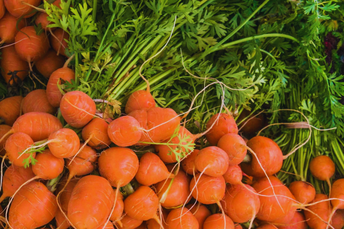 Parisian Carrot Seeds | Daucus Carota | Heirloom Vegetable Seeds | Organic, Non-GMO, Easy to Grow