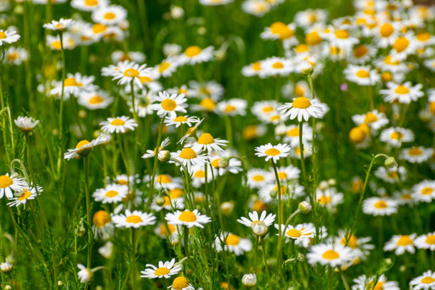 Roman Chamomile Seeds | Heirloom Non-GMO | Fragrant Groundcover | Herbal Tea |