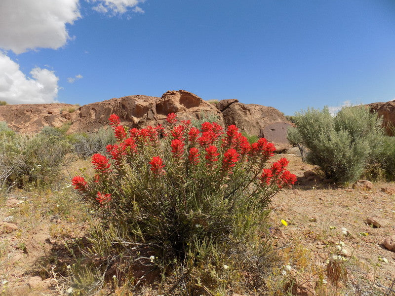 Castilleja Angustifolia var. Dubia Seeds (300) Narrowleaf Indian Paintbrush – Native Wildflower, Red Blooms, Pollinator Plant