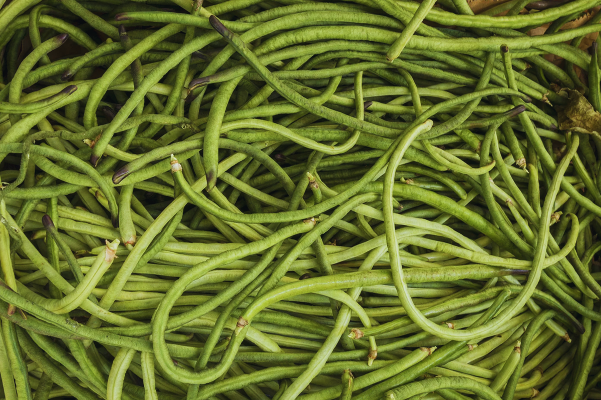 Yardlong Bean Seeds, Dark Green, Asparagus Bean, Snake Bean, Chinese Long Bean, Vigna unguiculata subsp. sesquipedalis