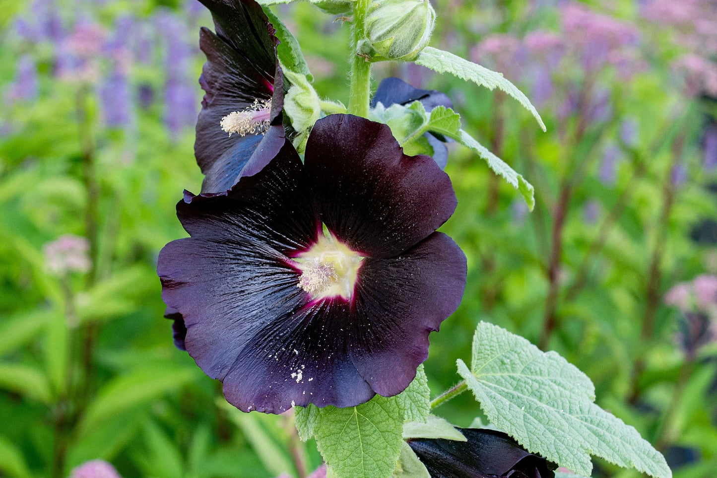 Nigra Hollyhock Seeds | Non-GMO | Dark Red-Black Blooms | Tall Perennial | Attracts Pollinators |