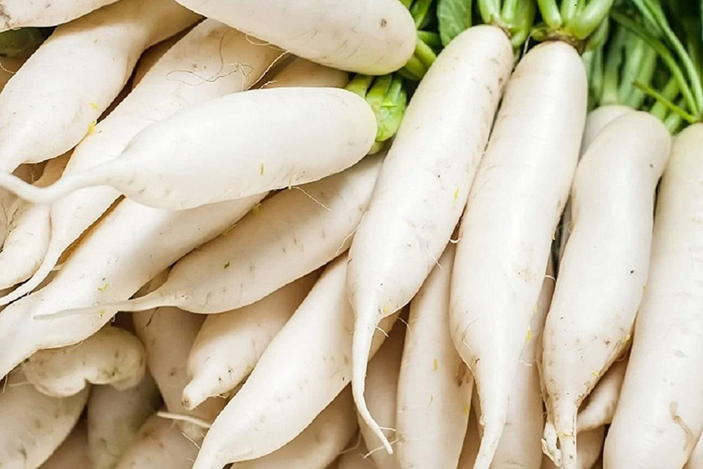 Daikon Radish Seeds | 100-1000+ Non-GMO Seeds | Japanese Radish | Raphanus sativus