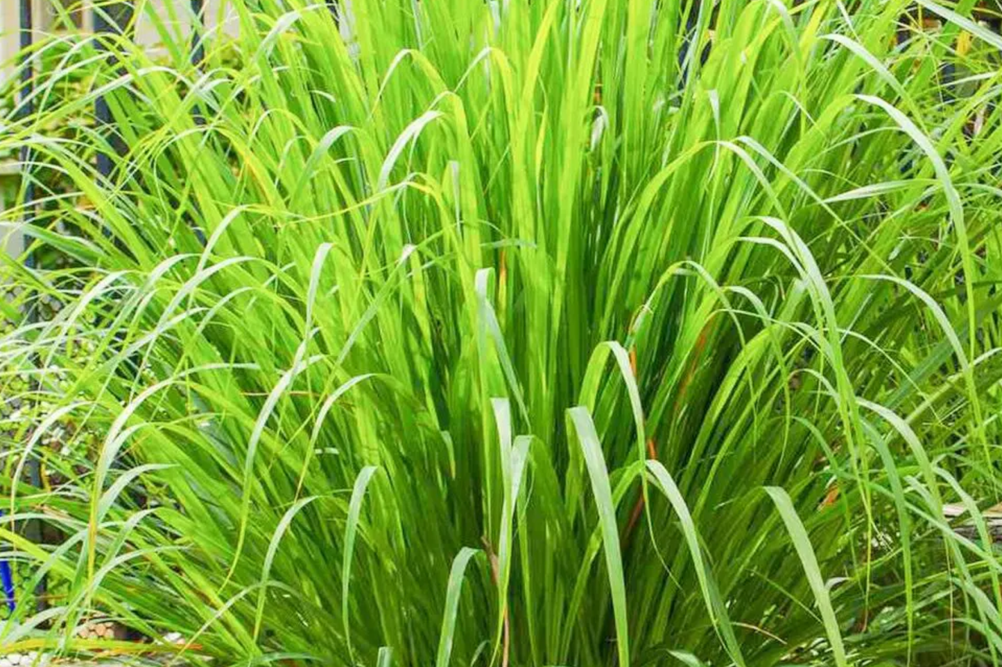 Lemongrass Seeds | West Indian Variety | Organic Lemon Grass Seeds | Cymbopogon citratus