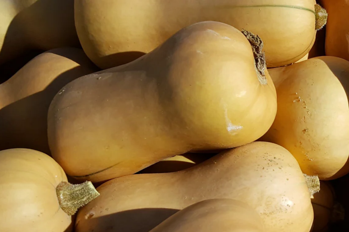 Waltham Butternut Winter Squash Seeds | Heirloom Vegetable Seeds | Organic, Non-GMO | Cucurbita moschata