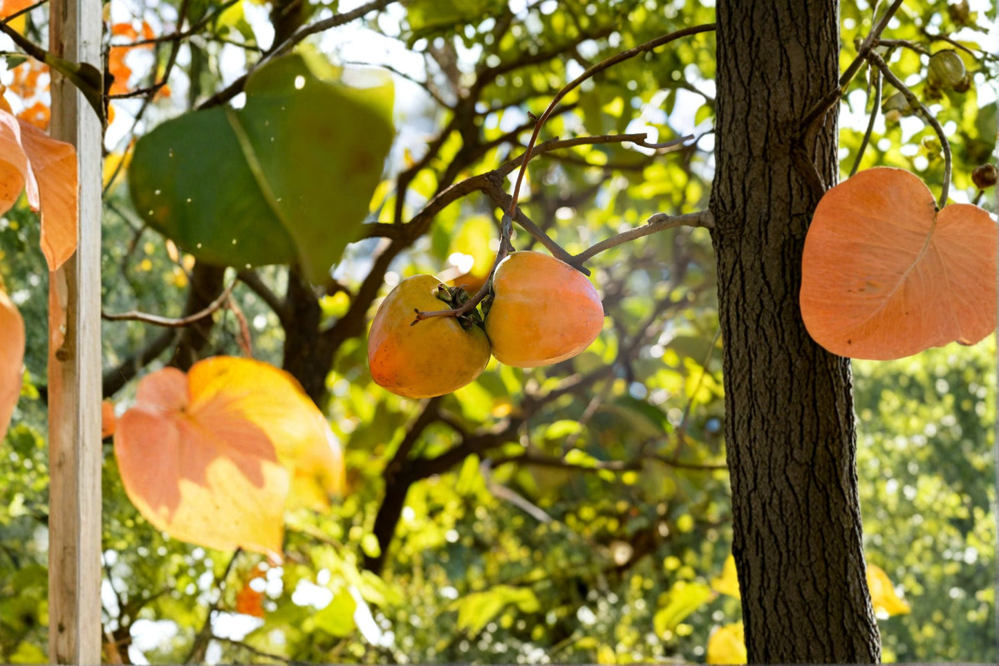 Tanenashi Persimmon Tree – 1 Live Well-Rooted Tree up to 2ft Tall – Diospyros kaki Astringent Asian Persimmon, Sweet Fruit Starter