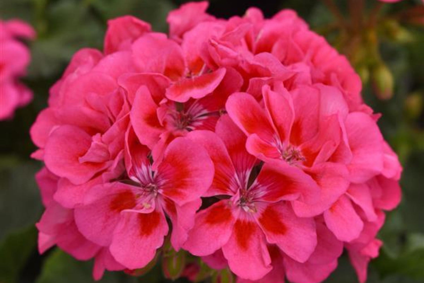 25+ Presto Pink Geranium Seeds – Vibrant Blooming Flowers – Easy to Grow – USA Grown –