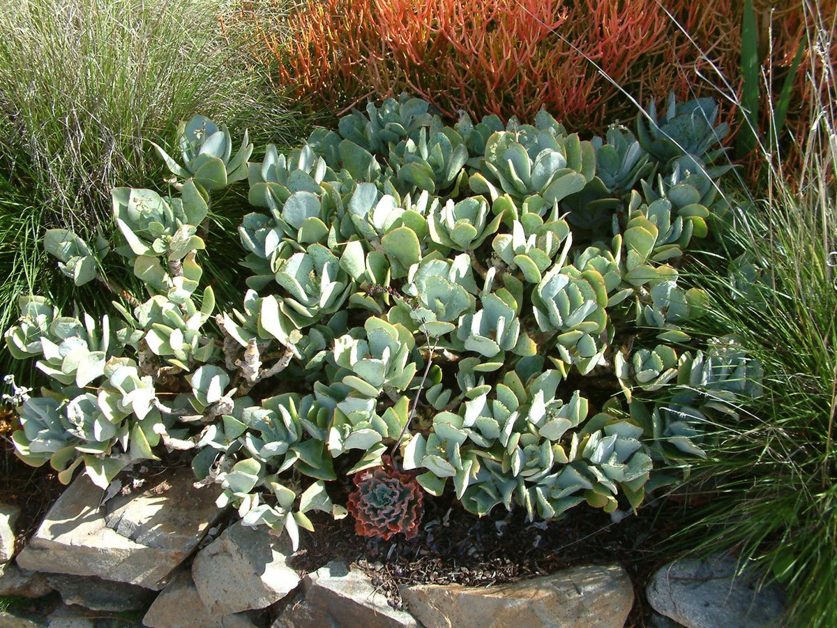 Crassula Arborescens "Silver Dollar" Succulent | 1 Fresh Cutting 4–6" | Rare Jade Variety | Easy to Root | Live Unrooted Plant