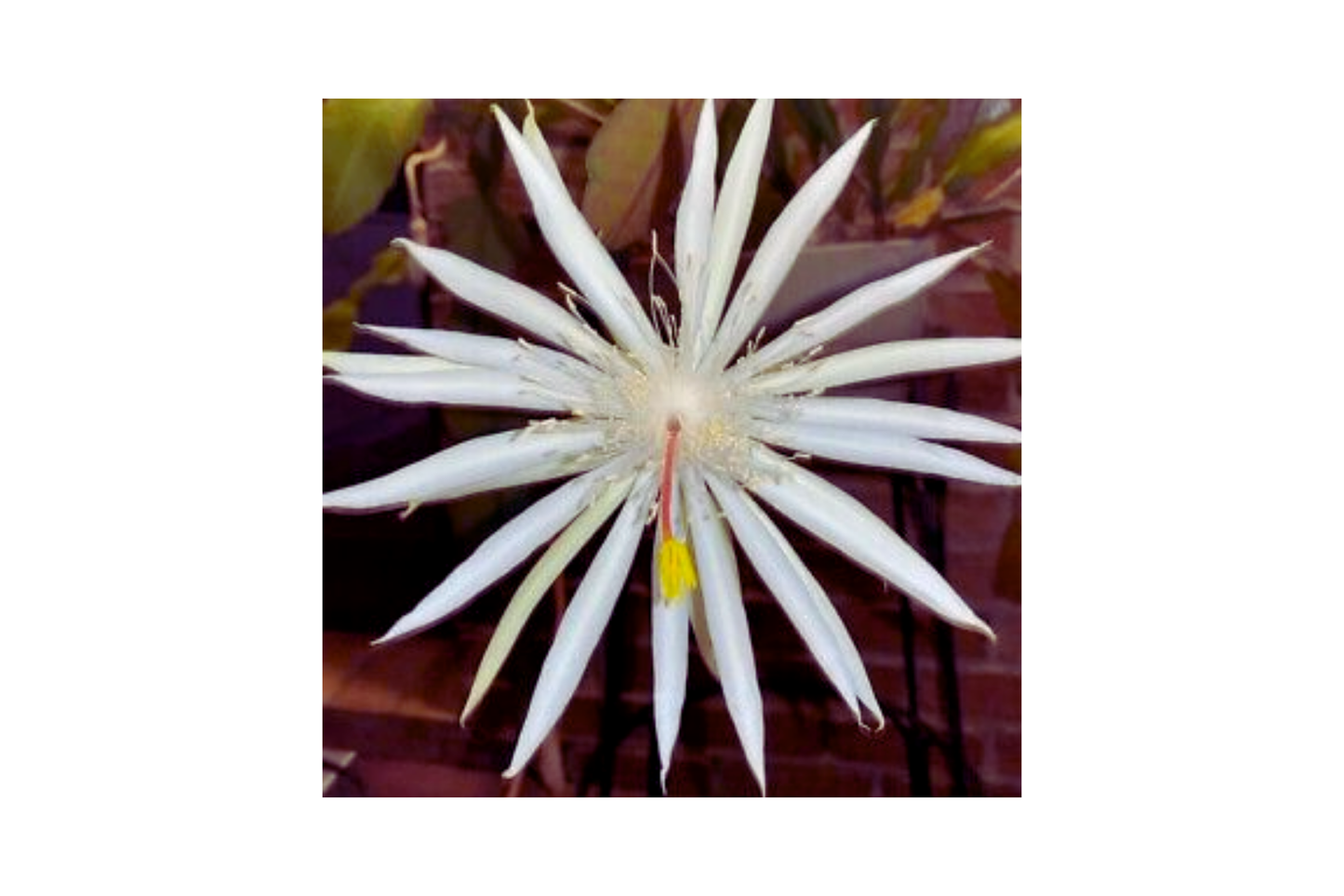 Unrooted Cuttings 12-Pack Hookeri Strictum Epiphyllum Orchid Cactus Succulents