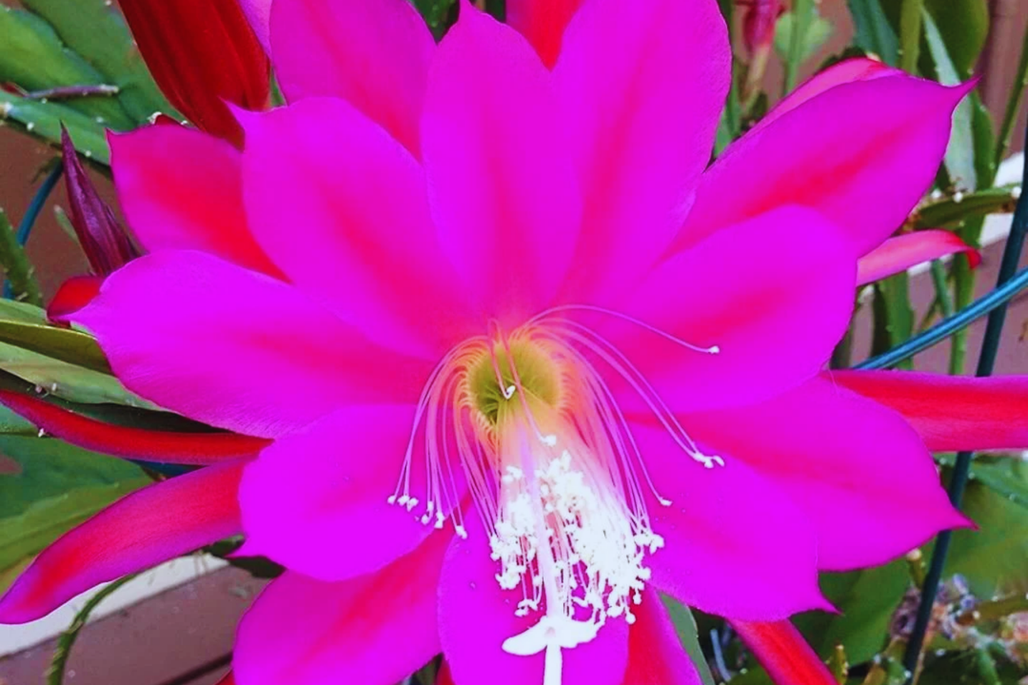 Epiphyllum Unrooted Cutting Orchid Cactus Succulent, Giant Fuchsia, Cereus