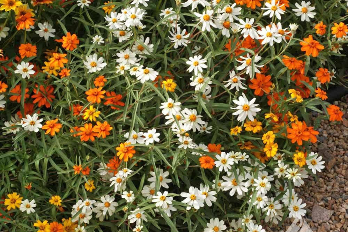 Linearis Mix Zinnia Seeds – 100+ Heirloom Flower Seeds, , Unique Star-Shaped Blooms, Pollinator & Cut Flower Garden