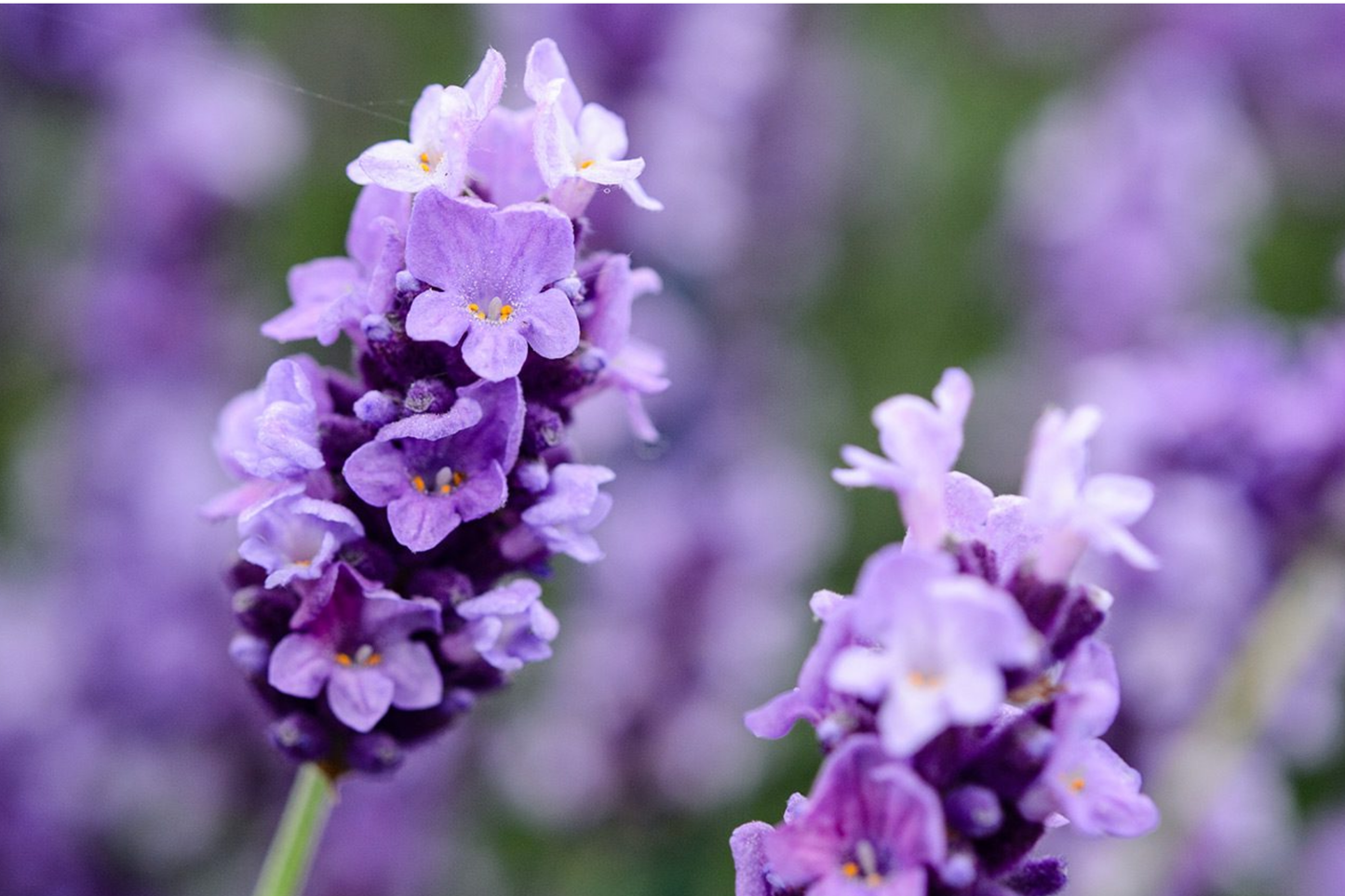 Lavender Seeds 20 PCS Ellagance Snow White Lavandula Angustifolia Perennial Herb Garden Flowers