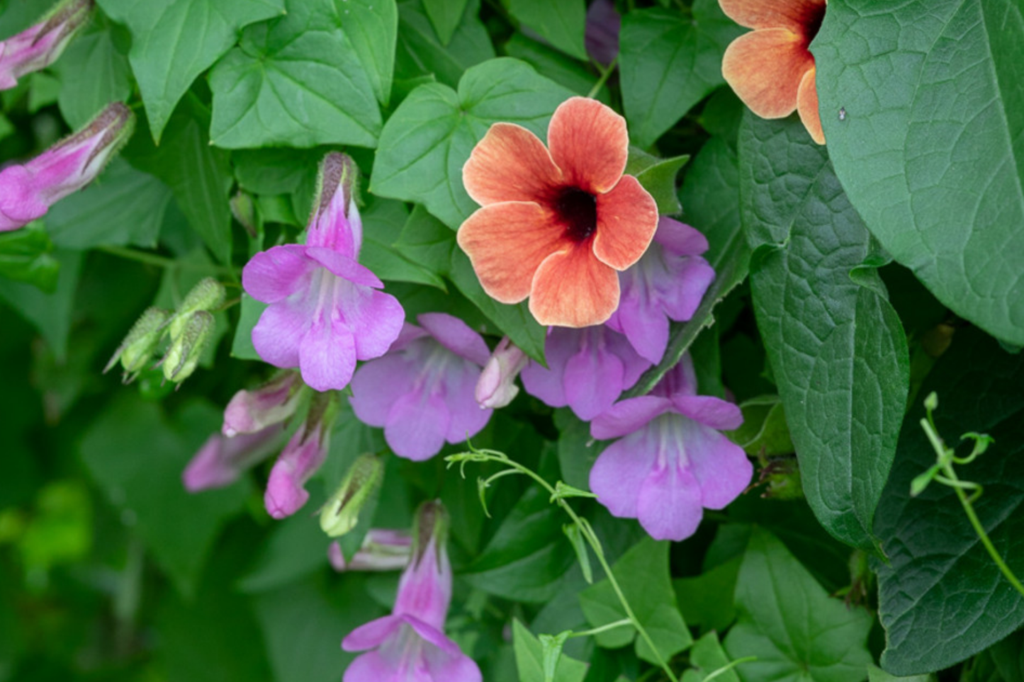 Climbing Snapdragon Seeds - 25 Pack Rose Asarina Scandens Perennial Vine - Fast Growing Colorful Flowering Plant