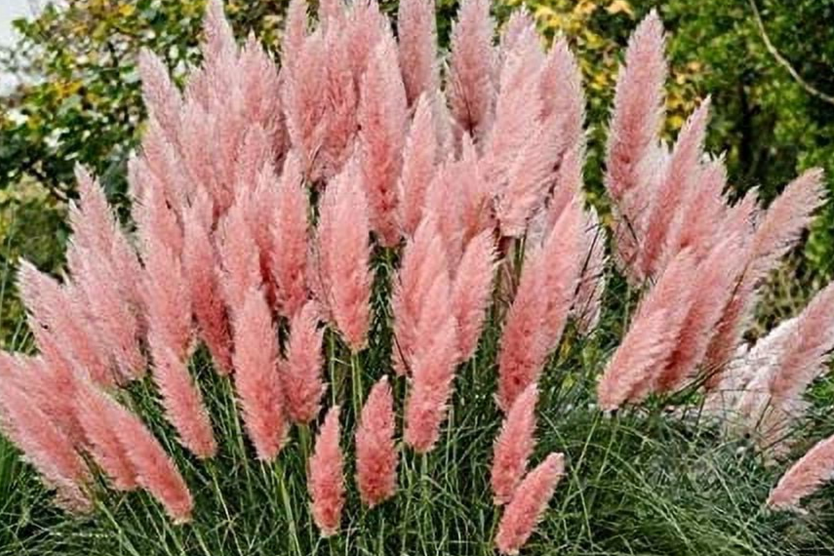 100 PCS Pink Pampas Grass Seeds, Ornamental Cortaderia selloana, DIY Home Gardening, Air Purifying Plant, Perennial Seeds