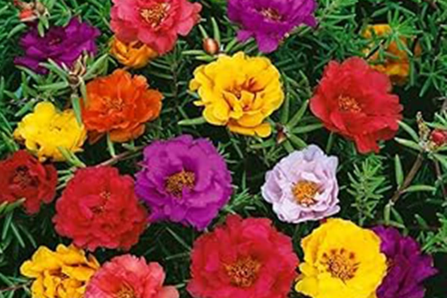 Moss Rose Seeds - 500 Count - Mixed Colors Ground Cover (Portulaca Grandiflora) - Drought Tolerant, Full Sun, Easy to Grow