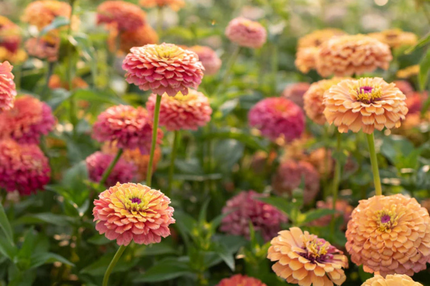 Unicorn Mix Zinnia Seeds - 100+ Magical Color Blooms - USA Grown -  - Butterfly Garden - Cut Flowers - Easy to Grow