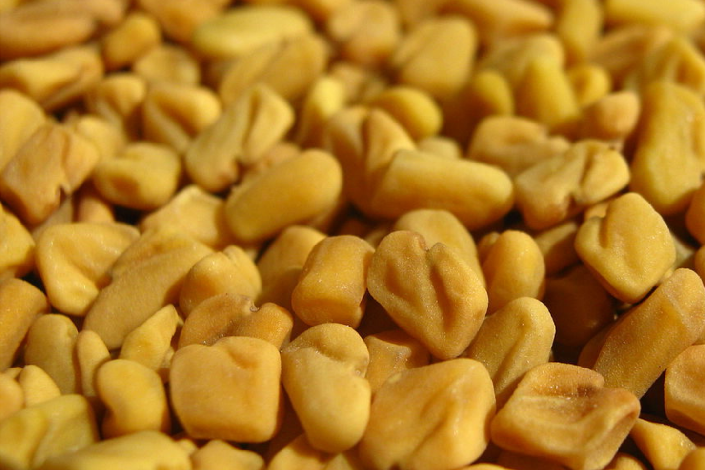 Fenugreek Seeds 50 PCS G85 Trigonella Foenum-Graecum Culinary Herb Annual Plant