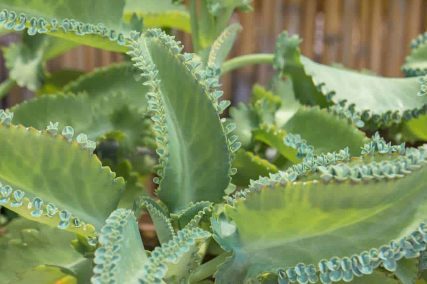 Kalanchoe Succulent - 3 Live Starter Plants - Mother of Thousands - Kalanchoe daigremontiana - Drought-Resistant, Indoor/Outdoor